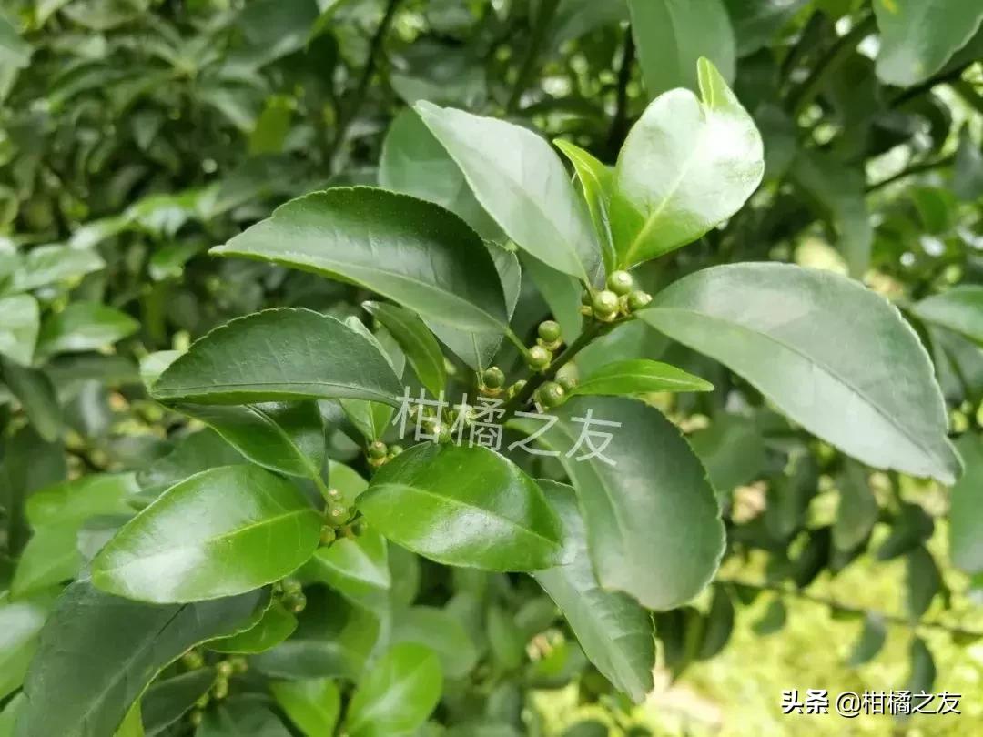 沙糖桔防治病虫害的最佳配方,果农套袋知识