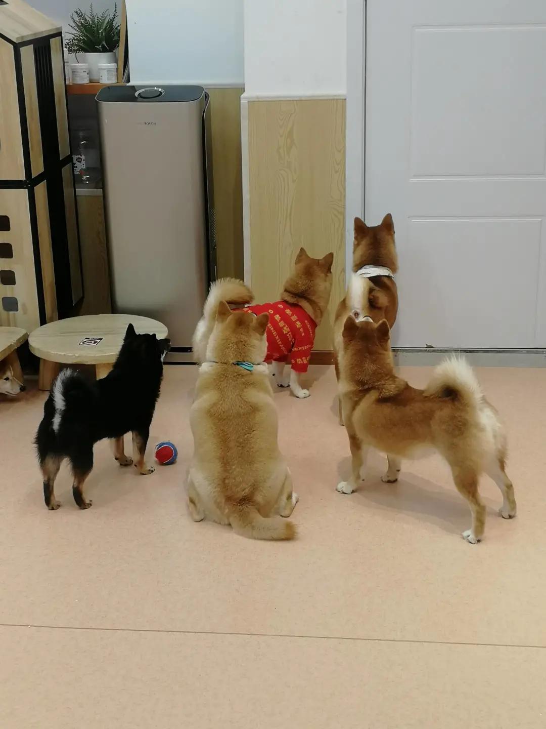 在三里屯体验网红狗咖｜求治愈遭狗子冷淡回应，顾客寥寥无几，我花89元看狗打架1小时