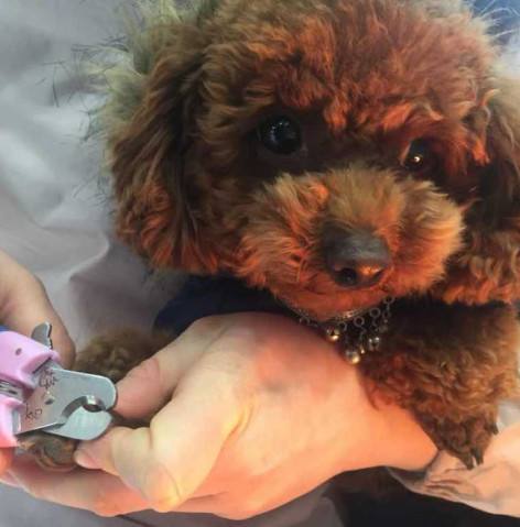 怎么样给泰迪剪指甲,给泰迪剪指甲的正确方法