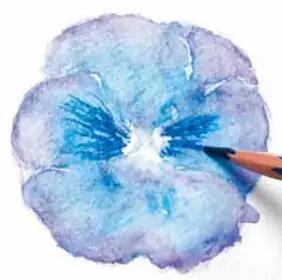 彩铅画云堇教程,三色堇彩铅画图片