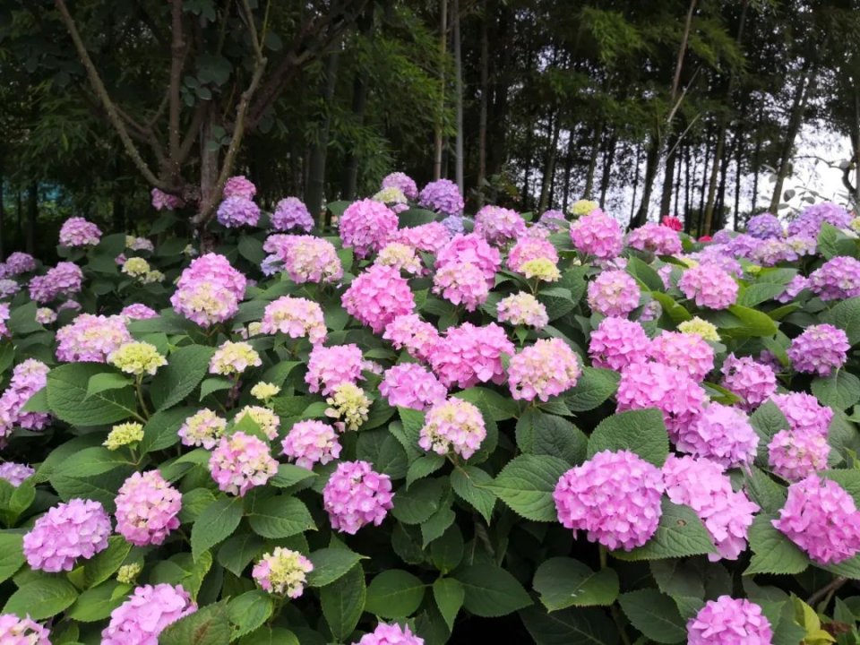五一不能错过的花海,五一不能错过的美丽花海