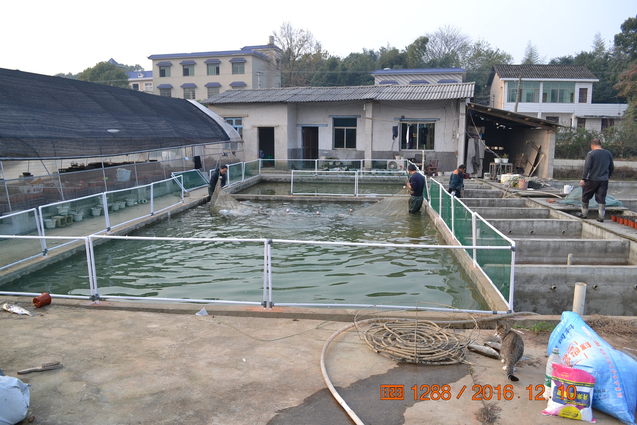 湖南最好的锦鲤养殖基地,湘潭锦鲤养殖