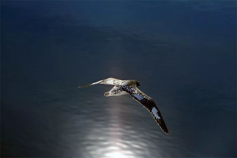 去南极能走出这个世界吗,为什么现在都要去南极