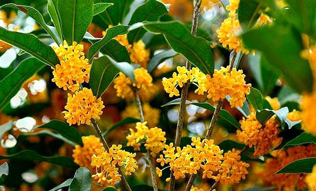 桂花怎么养才能开花不断,养桂花注意事项