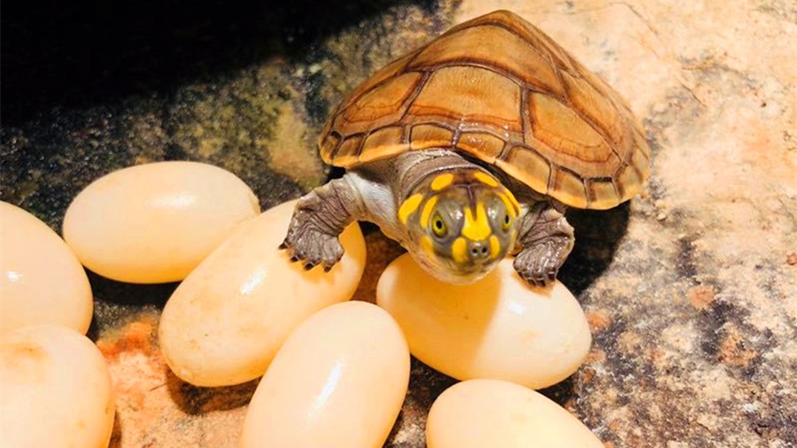 刚出壳的小乌龟卵黄袋怎么处理,乌龟产软壳蛋咋办
