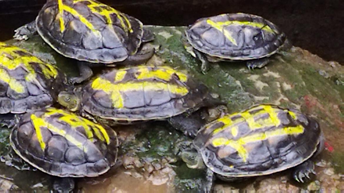 redminote95g值得入手吗,redmi千元机note9