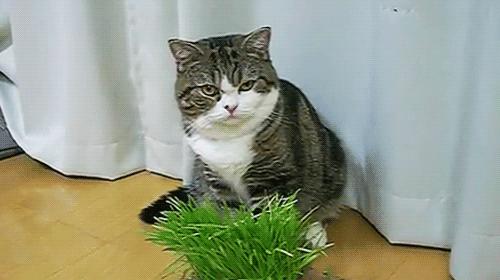 香菜有臭屁虫怎么回事,香菜为什么有臭屁虫的味道