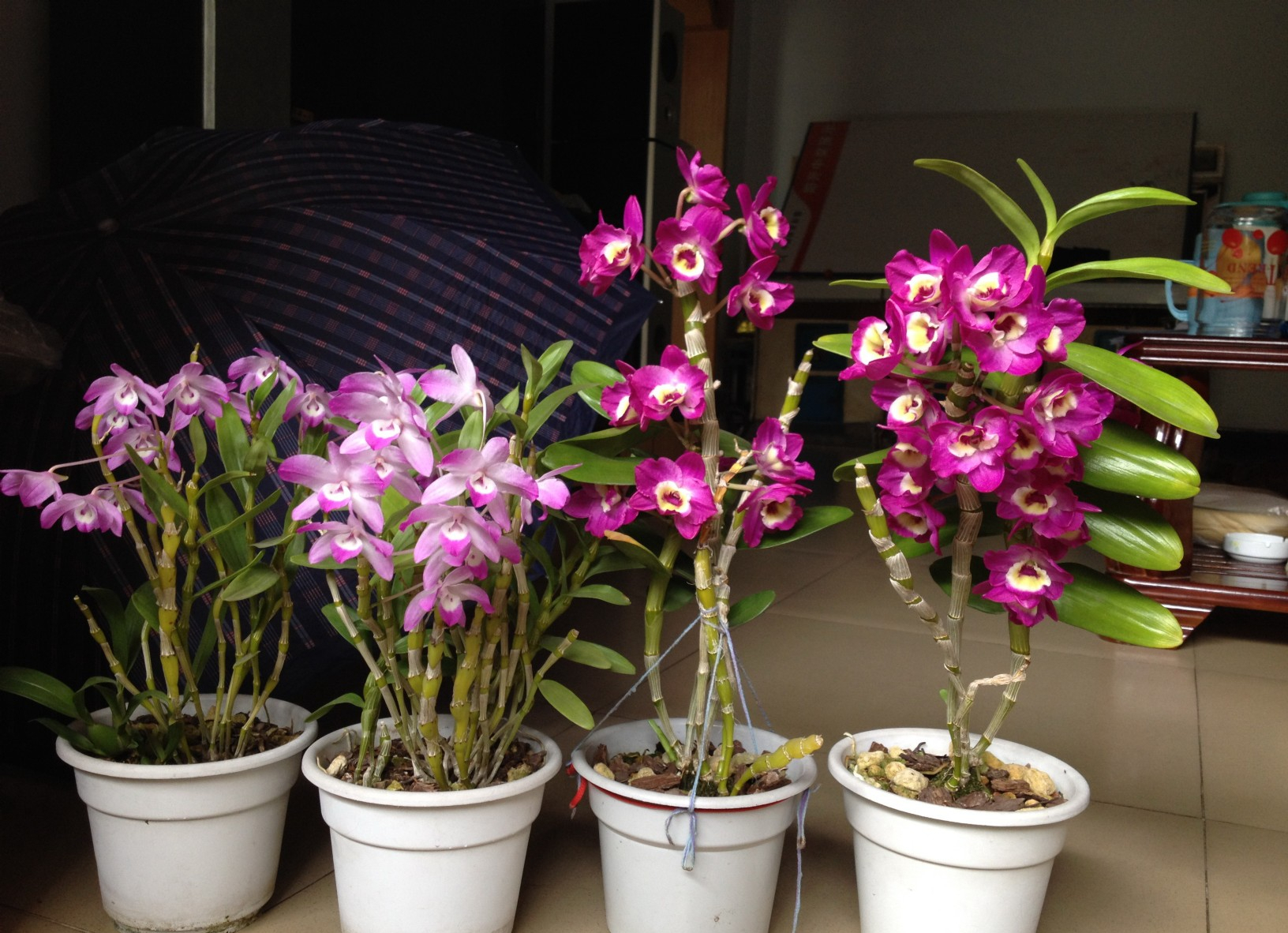 客厅散光适合养什么花,什么花适合常年放在散光阴凉处