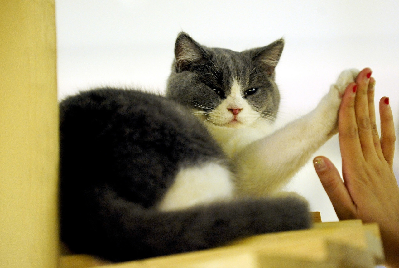 英短繁育表配色准吗,英短配色公式怎么看