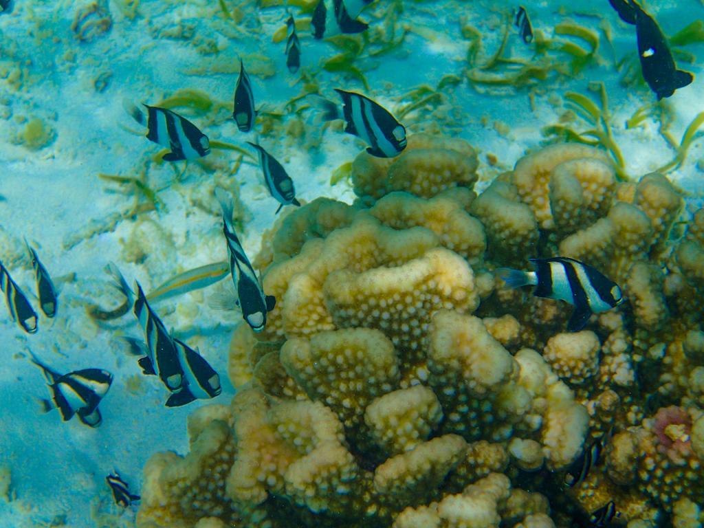 马尔代夫班度士岛旅游,马尔代夫thoddoo岛怎么去