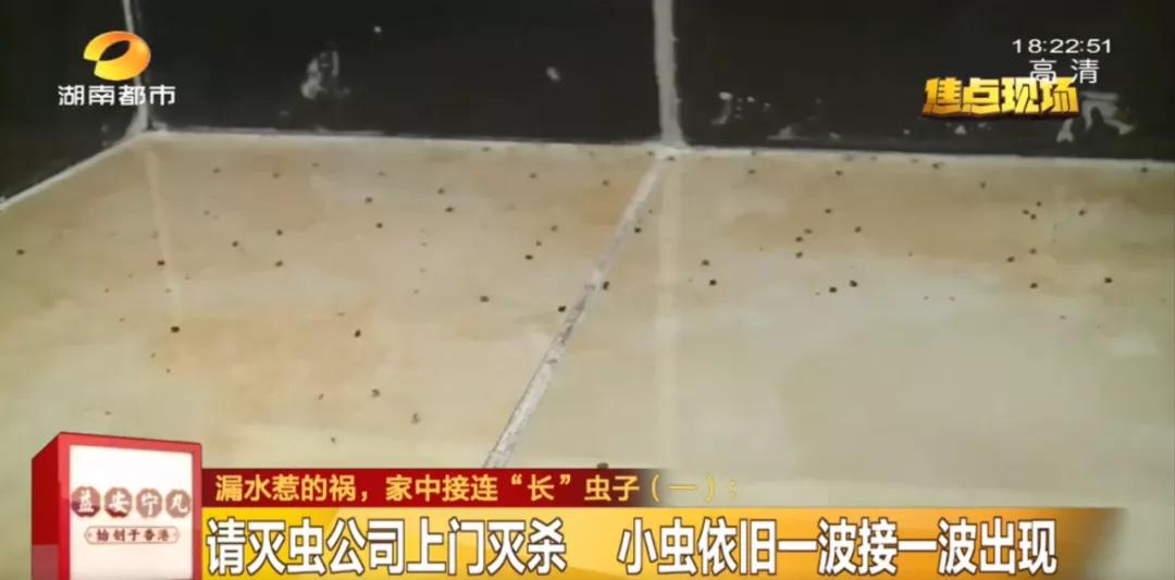 长沙女子一觉醒来，枕头边有虫仔细一看家里全是！很多人家里可能也有专家：建议这些东西都烧掉