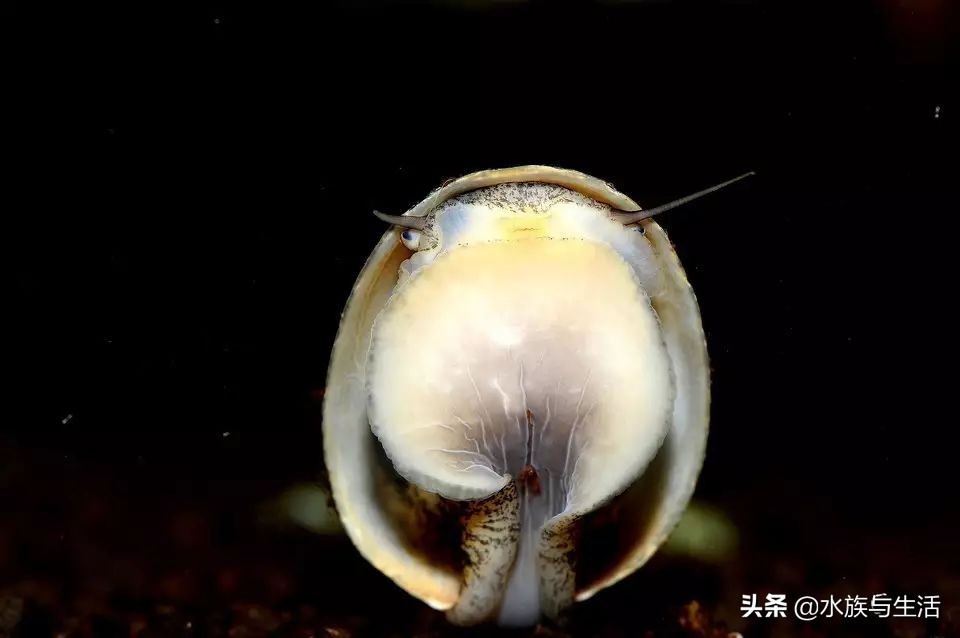 鱼缸除藻能手排名,鱼缸过滤除藻能手