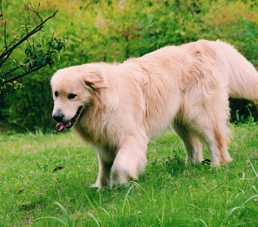 狗狗满屋尿尿怎么办,去除狗狗尿骚味的妙招