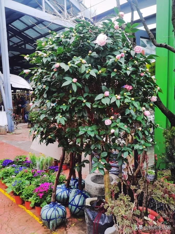 2元花盆批发,2元左右的花盆