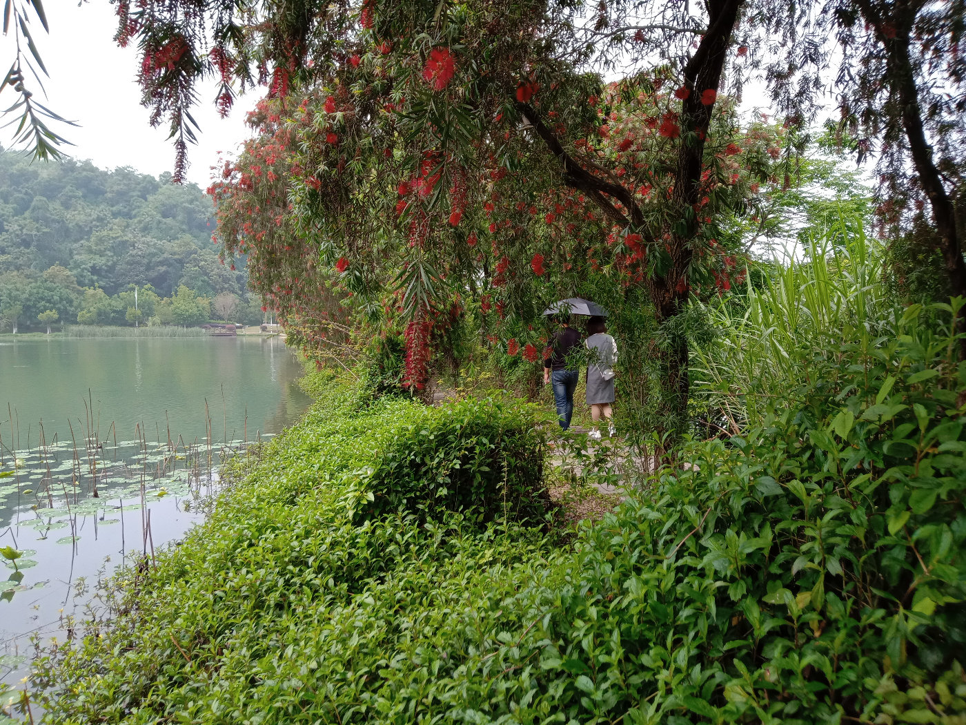 福州大学就像一座大公园，风景美到爆！最美的世界一流学科院校