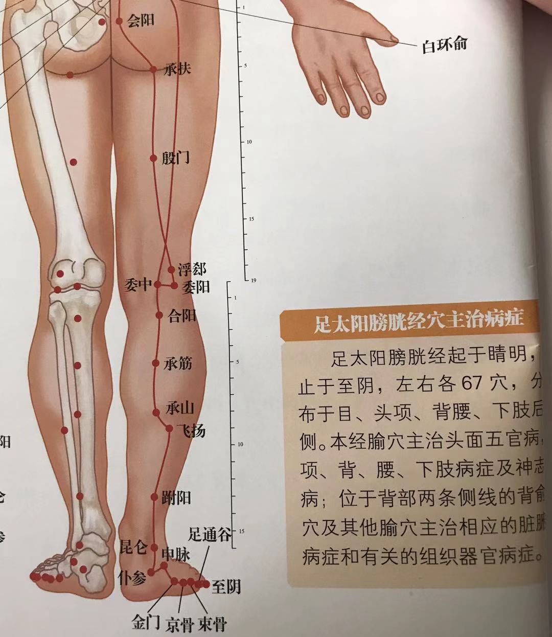 夜里睡觉小腿老是抽筋怎么办,左小腿腹部为何睡眠会抽筋麻痹