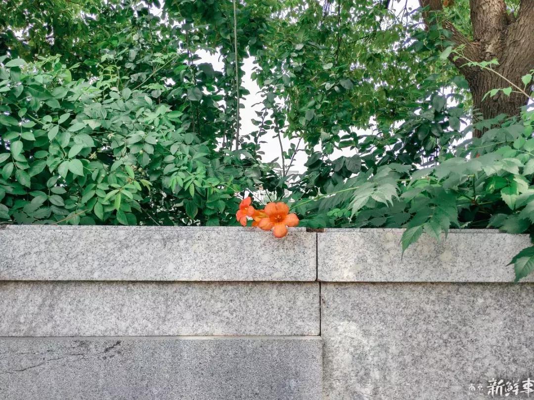 中华中学高中,中华中学