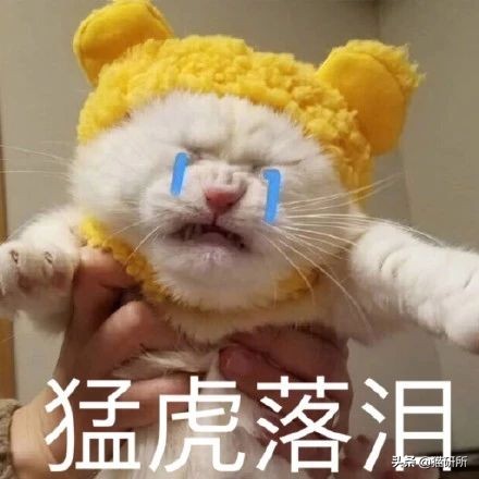 猫为什么喜欢磨爪子,猫磨爪子什么意思