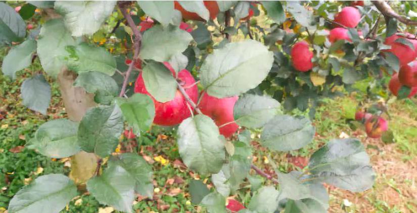 果树银叶病发病原因,苹果树银叶病症状