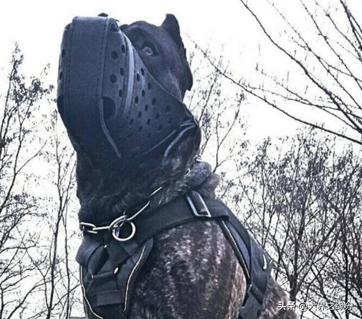 轻松完爆狼族的4种猛犬,能打败狼的四种猛犬