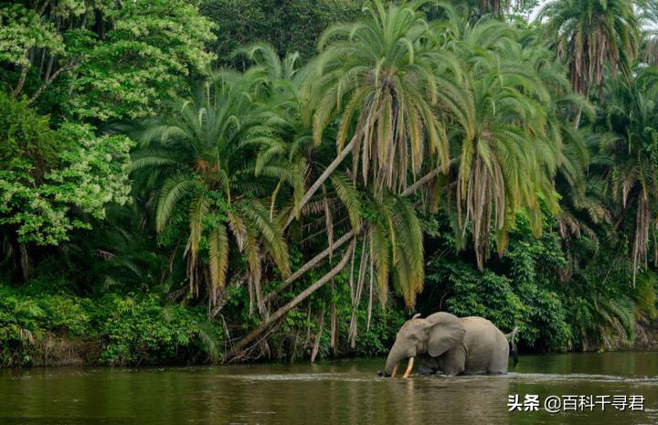 在非洲的热带雨林里,还生活着第三种大象——非洲森林象