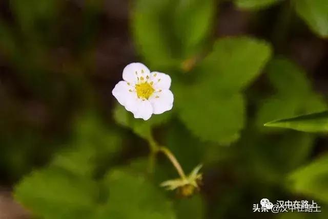 探秘汉中,汉中一村子窜入野生羚牛