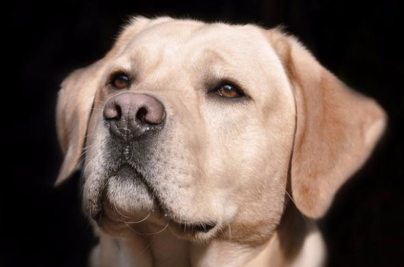 猫咪的胡须能探测多远的距离 (猫咪胡子和狗的胡子有什么区别吗)