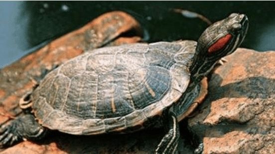 十种最不要吃的野生动物,野生动物携带的病菌很多吗