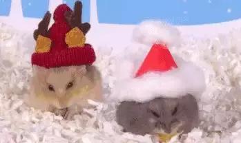 宠物生活节南京,南京宠物文化节活动