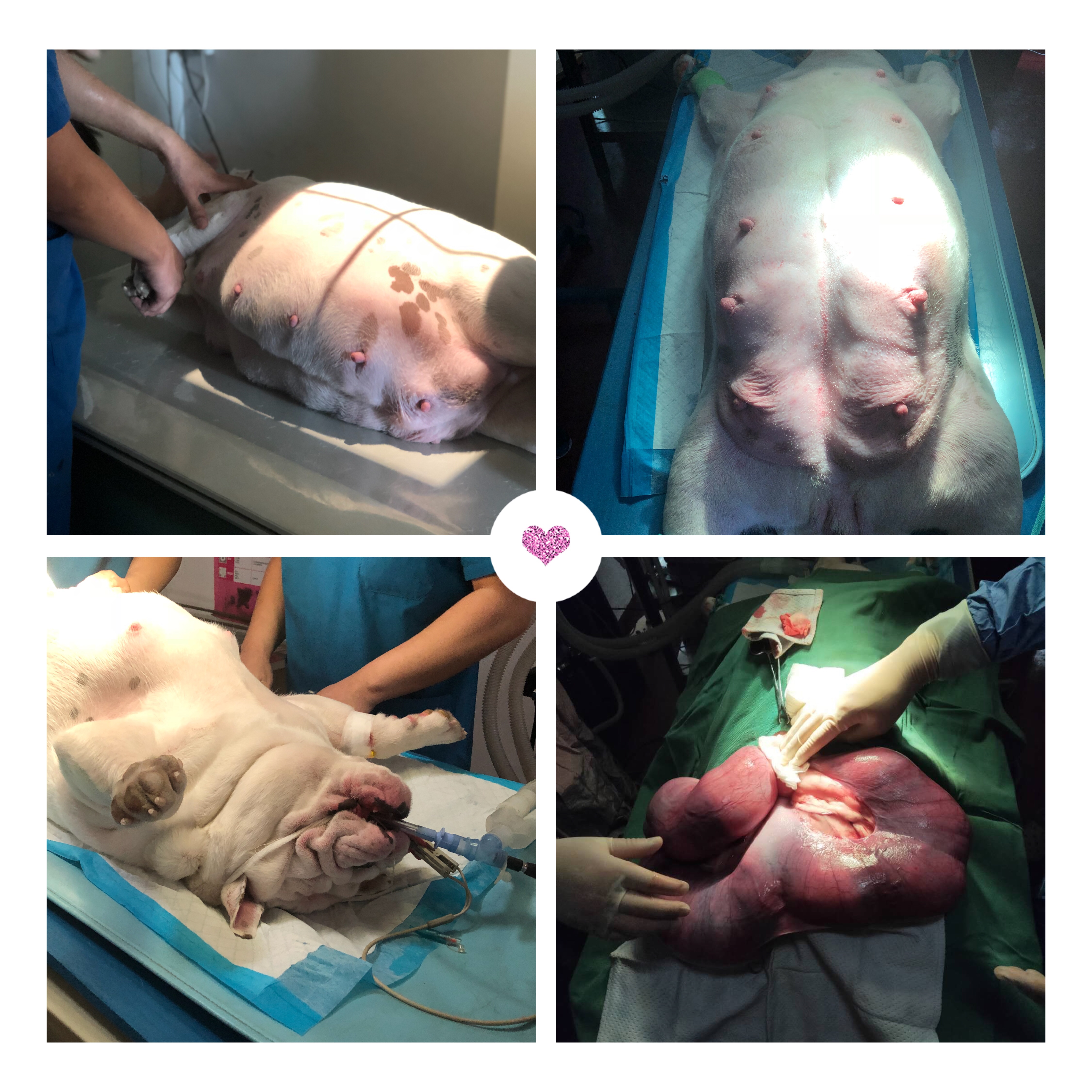 英牛的孕产记实——一场生死线上的考验