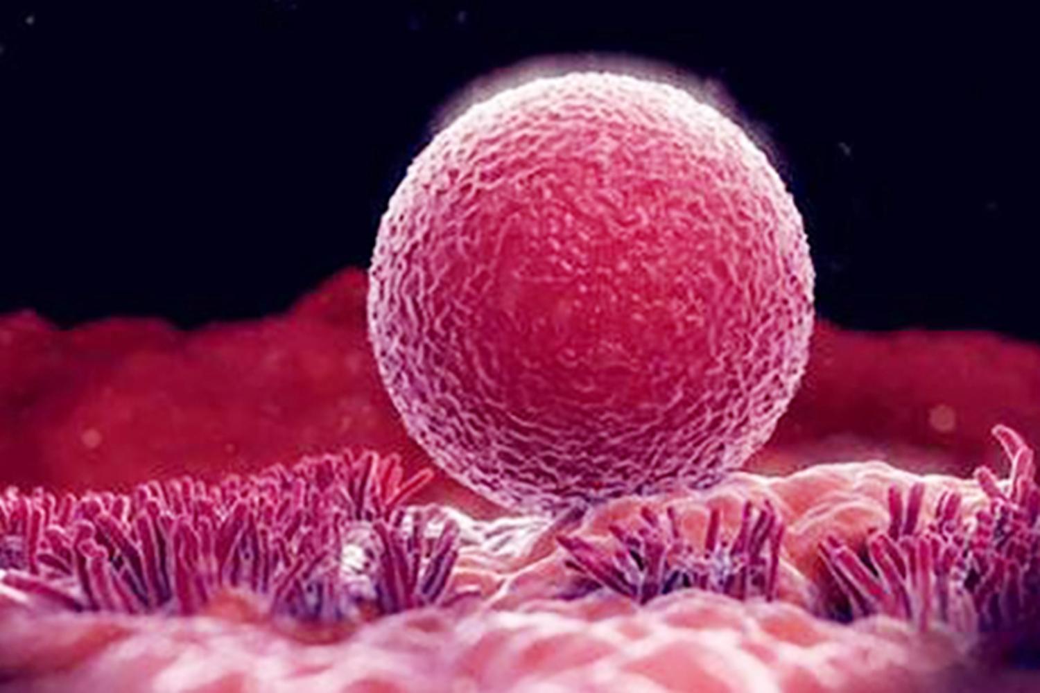 女性怀孕后会来大姨妈吗,女性怀孕后还会来大姨妈吗