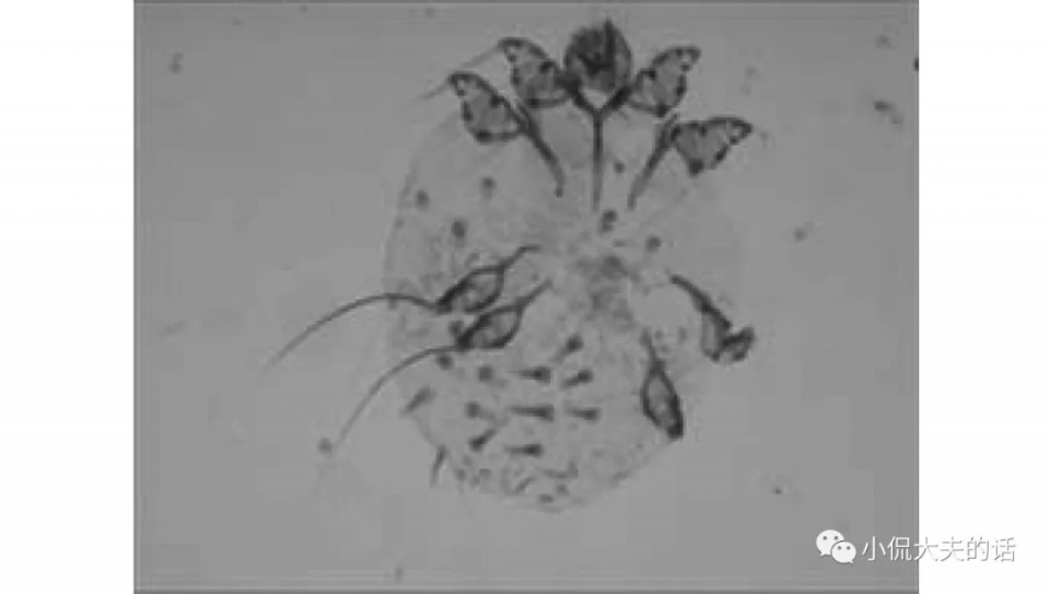 大猪猪蹄子脱落如何护理,大猪皮肤病治疗的最佳方法
