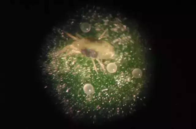 草莓红蜘蛛叶螨,叶片虫害识别与防治