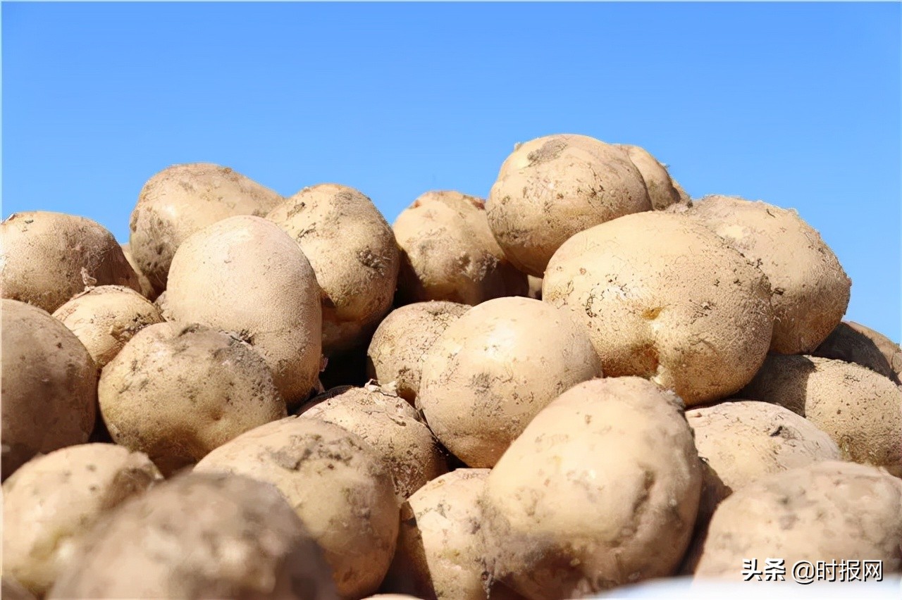 农村电商托起农亲的致富梦,内蒙古察右后旗土豆大丰收