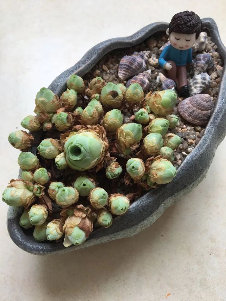 五颜六色的透明多肉,颜色超好看的多肉