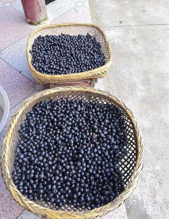 自制葡萄酒的正宗做法,自制葡萄酒需要蒸馏后好喝吗