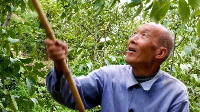邯郸白露,涉县白露打核桃视频