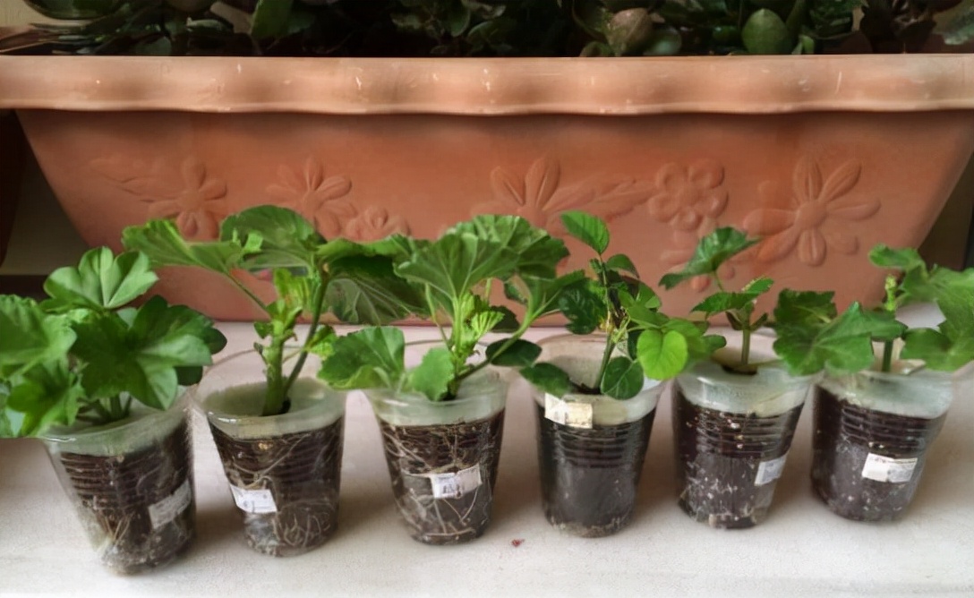 天竺葵怎么养才开花长久,天竺葵怎样养护开花不断