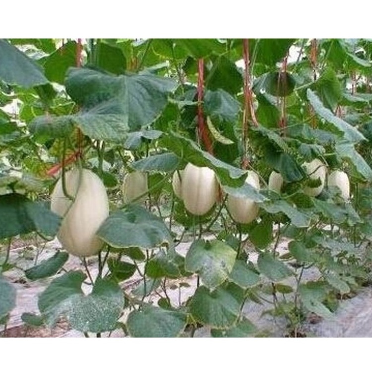 甜脐香瓜的栽培与技术,露地薄皮香瓜栽培技术