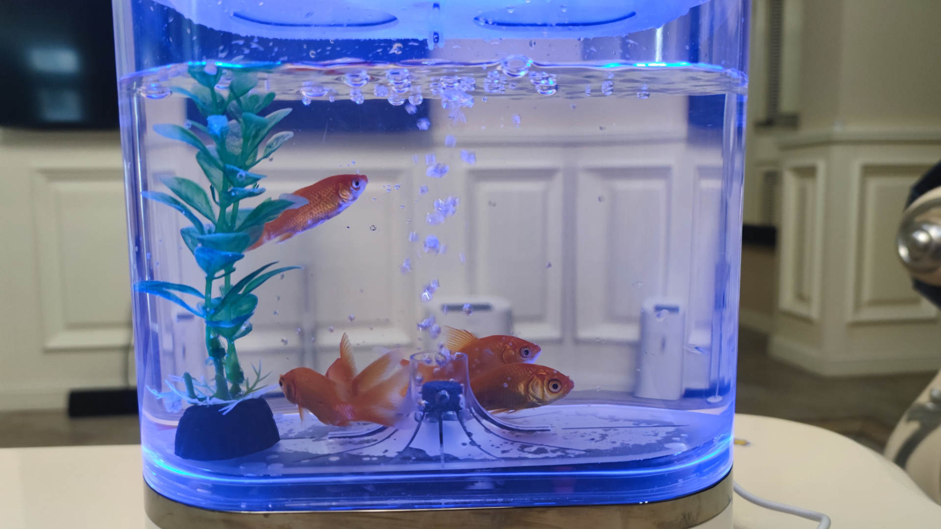 透明小型鱼缸可以养鱼吗,小型鱼缸养鱼知识