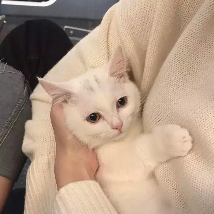 猫咪怀孕怎么去医院检查,猫咪怀孕怎么才知道