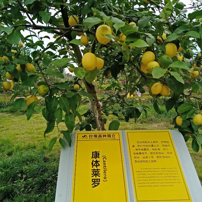 去安岳玩最该去什么地方,四川安岳有什么好玩儿的