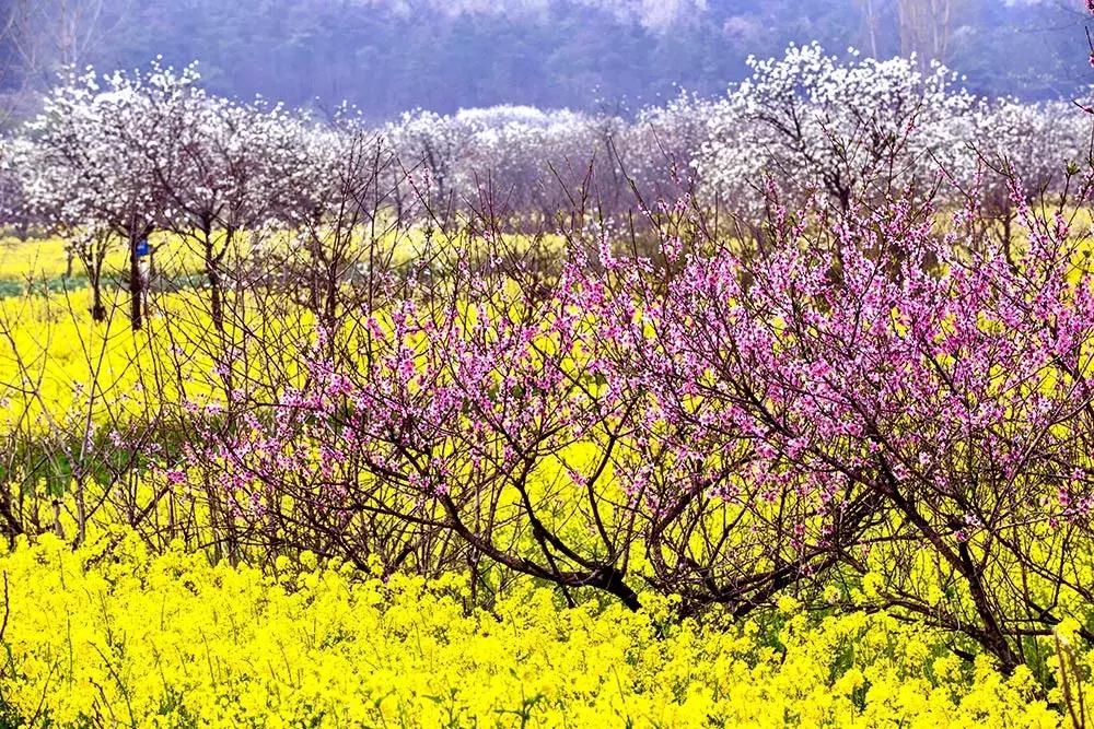 安徽春天去哪看花,安徽春天赏花攻略景点推荐