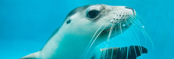 澳洲悉尼动物园,悉尼塔隆加动物园介绍