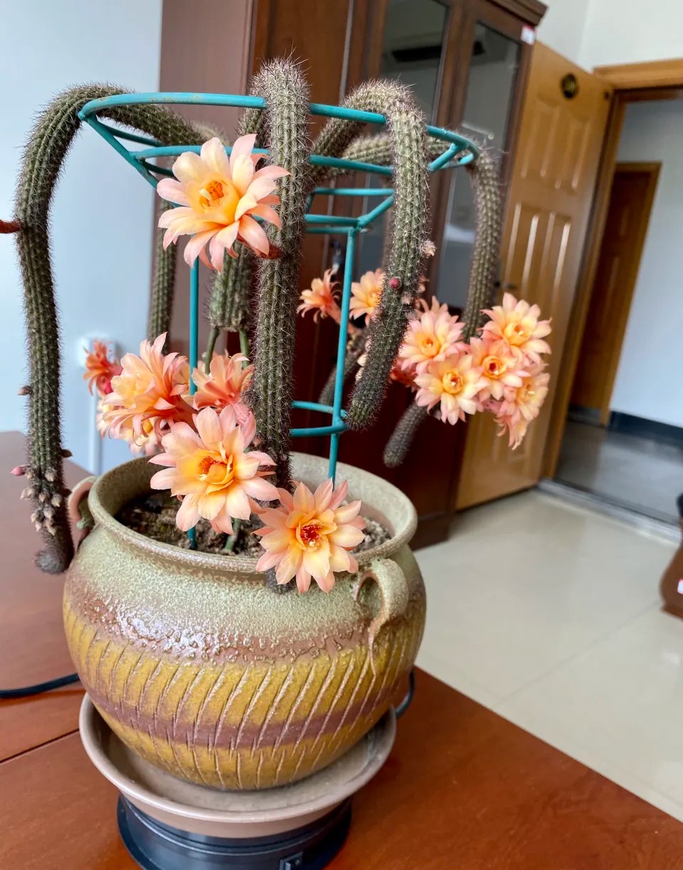 仙人球开花多盆栽品种大全,仙人球会开花还特别漂亮