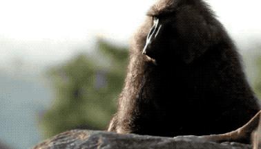 盘点被电鳗电死的人,鳄鱼咬住电鳗当场死亡