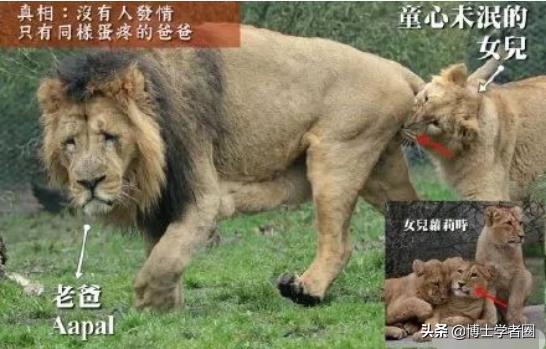母狮一天发情40次,还追着公狮咬蛋蛋?根本不是这样啊....
