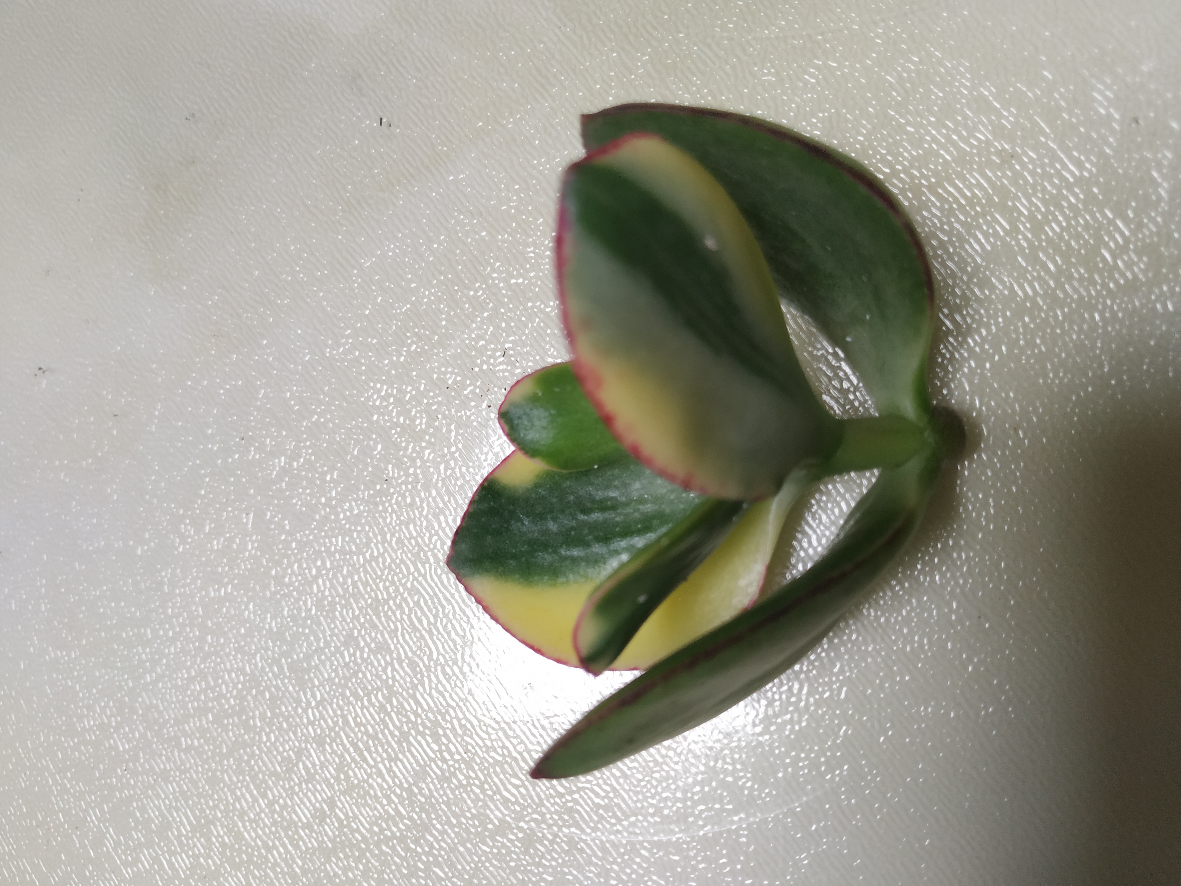 多肉法师锦怎样扦插,姬红花月多肉如何扦插