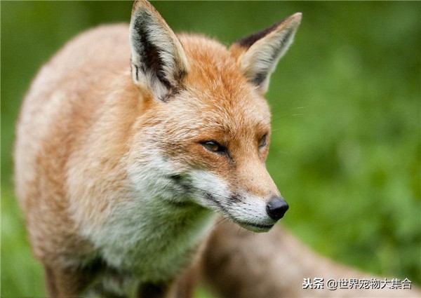 狐狸有狐臭的视频,请问狐狸身上真的有狐臭吗