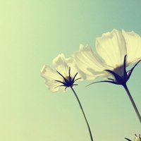 翡翠鉴别一般怎么鉴定,怎样辨别真假翡翠最有效的方法